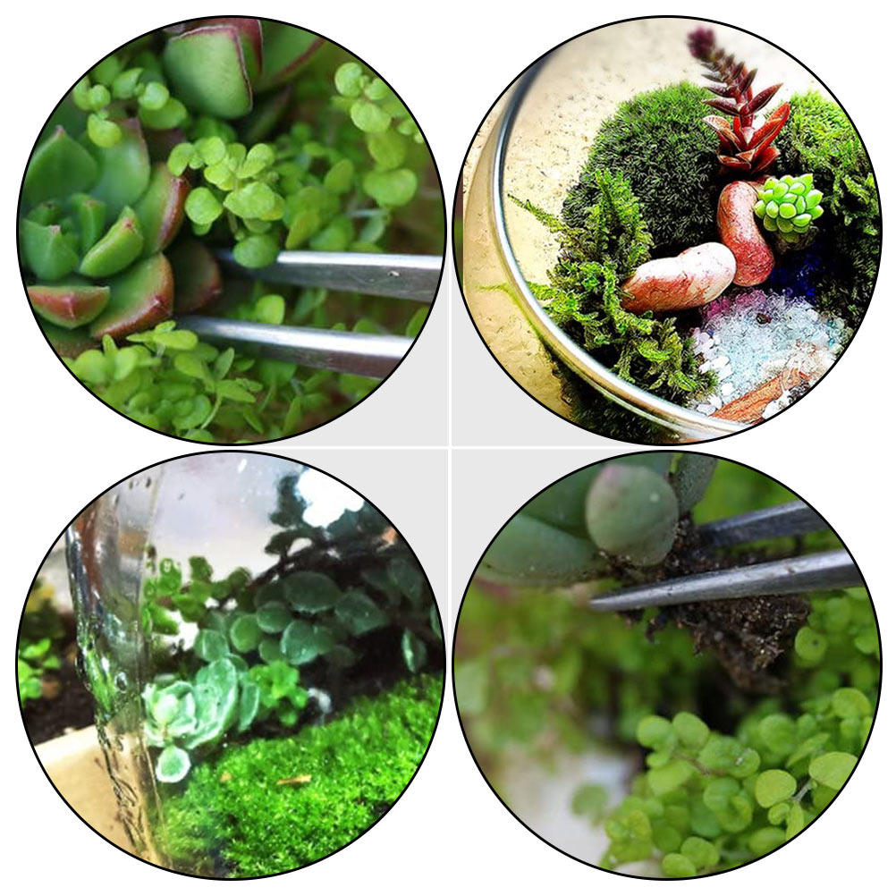 Набор из 6 пинцетов из нержаве – обзор и цена Bonsai Garden Tools